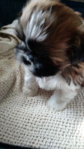 For Sale Shih Tzu Boy