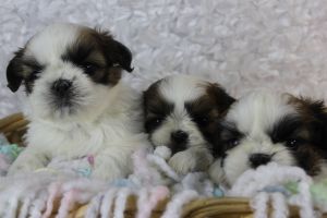 Trained shih tzu puppies,-(***) ***-***5