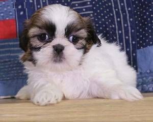 Lovely Sweet Shih-tzu puppies