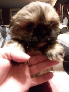 Shihtzu/pekingnese