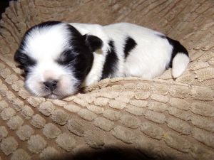 Shih Tzu puppy taking deposit