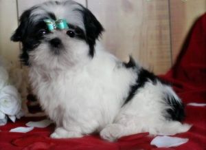 Very Intelligent Shih Tzu Puppies. Text (***) ***-***2