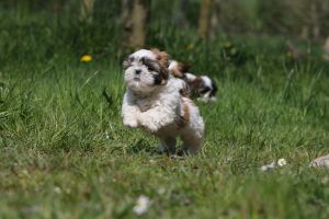 Shih Tzu Puppies text : (***) ***-***6