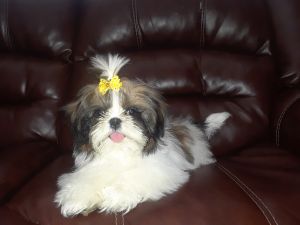 Maggie female shih tzu