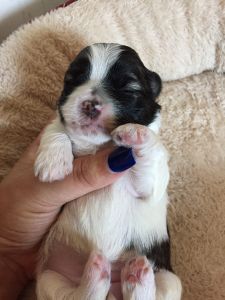 Shih Tzu puppies
