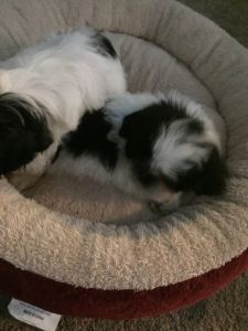 Beautiful Shih Tzu puppies