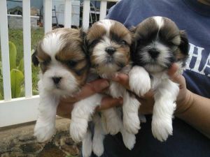 Awesome Shih Tzu Puppies Available Call / TEXT me at :***