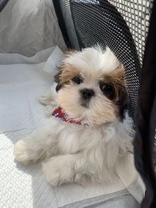 Shih Tzu puppy