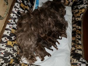 Phenomenally bred AKC Shih Tzu Pups 3 male 1 female