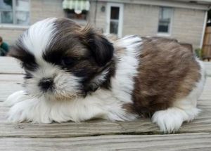 Shih tzu puppies (***) ***-***2