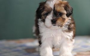 beautiful fun litter Shih Tzu puppies