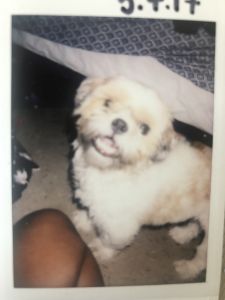 SHIH TZU NEEDS A LOVING HOME