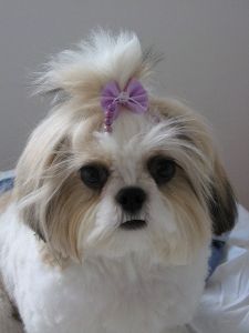 Quality Bred Family Rasied Shih Tzu For Sale