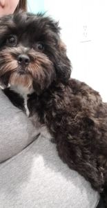 Male Teddy Bear ( Shih Tzu/Bichon Frisee)