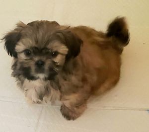 AKC SHIH TZU