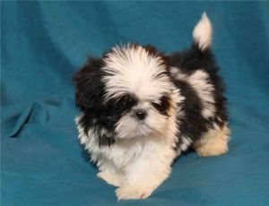 Shih Tzu Puppies For Sale.