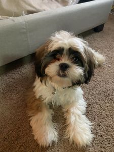 Four month old puppy