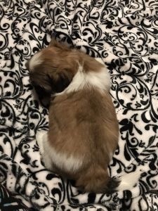 Pure Shihtzu’s puppies