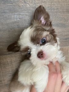 Shih tzu puppie