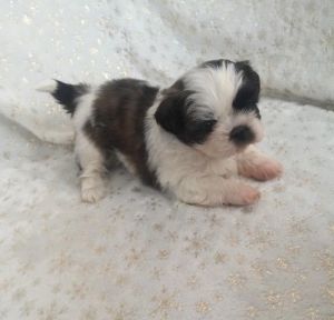 SHIH TZU PUPPIES available ***