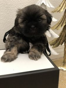 Shih tzu puppy