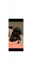 Shih tzu Puppues for sale 2 girls 2 boys