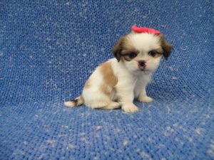 Adorable Shihtzu Puppies