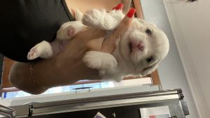 Shih Tzu puppies homemade ready for new homes