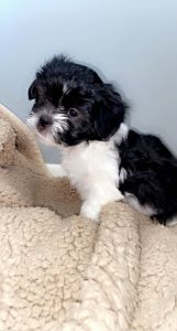 Max- Shih Tzu Mix