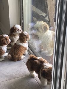Shih Tzu puppies For Sale 8 weeks 2 Boys