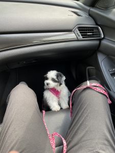 Shih Tzu/ Maltese Mix!