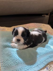 Shih Tzu puppies for sale
