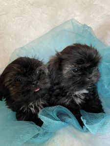 AKC shih tzu