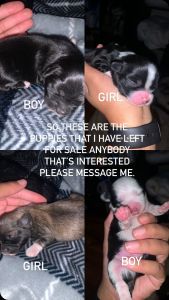 Shorkie Tzu puppies for sale