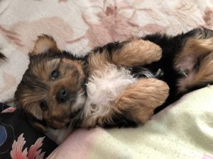 10-wk SHORKIE Male