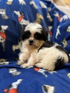 Shorkie puppies CKC registered