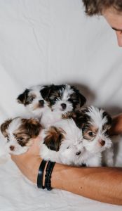 Yorkie/Shitzu born June 27