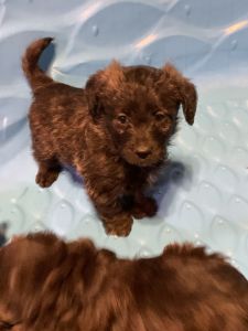 Shorkiepoo puppies for sale