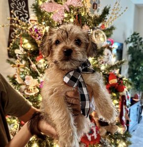 Shorkie Puppy For Sale