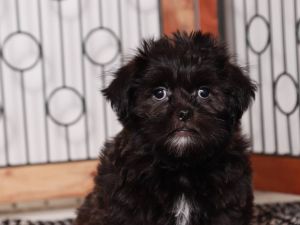 Shorkie for sale