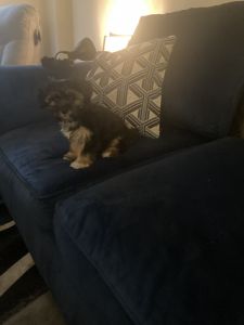 Shorkey for sale puppy