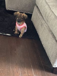 Loving Puppy Shorkiee Named Mocha