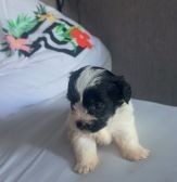 Shorkie Poo’s for sale