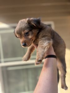 Sweet shorkie poo boy