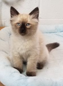 Siamese Kitten (little boy)