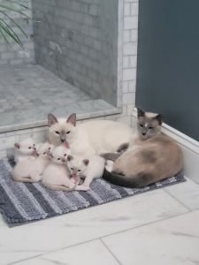 Siamese kittens for sale
