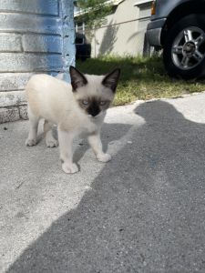 albino siamese kitten