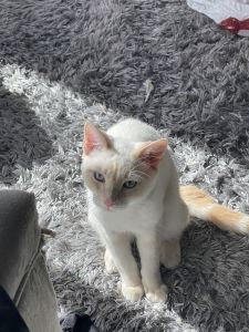 Snowflake five month male