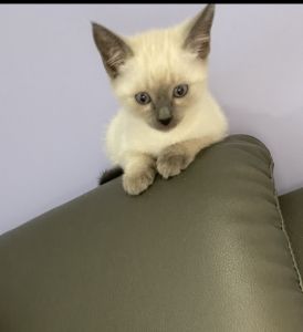 Siamese kitten