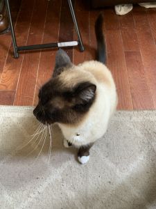 Siamese Cat